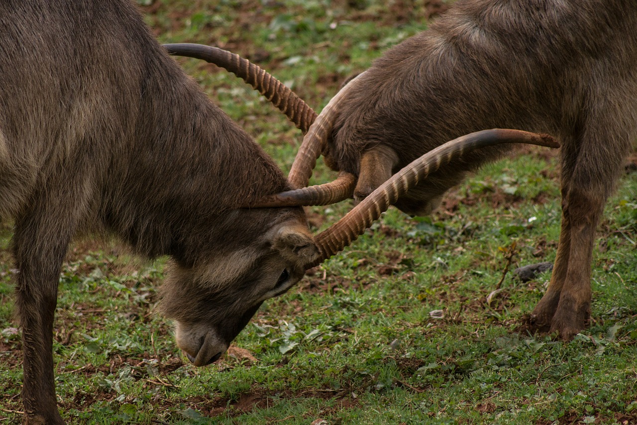 two goats fighting with locked horns