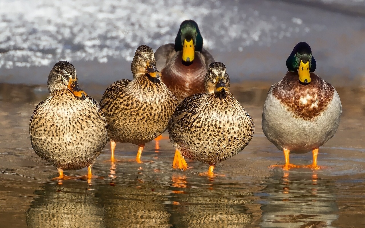 5 ducks standing in a row